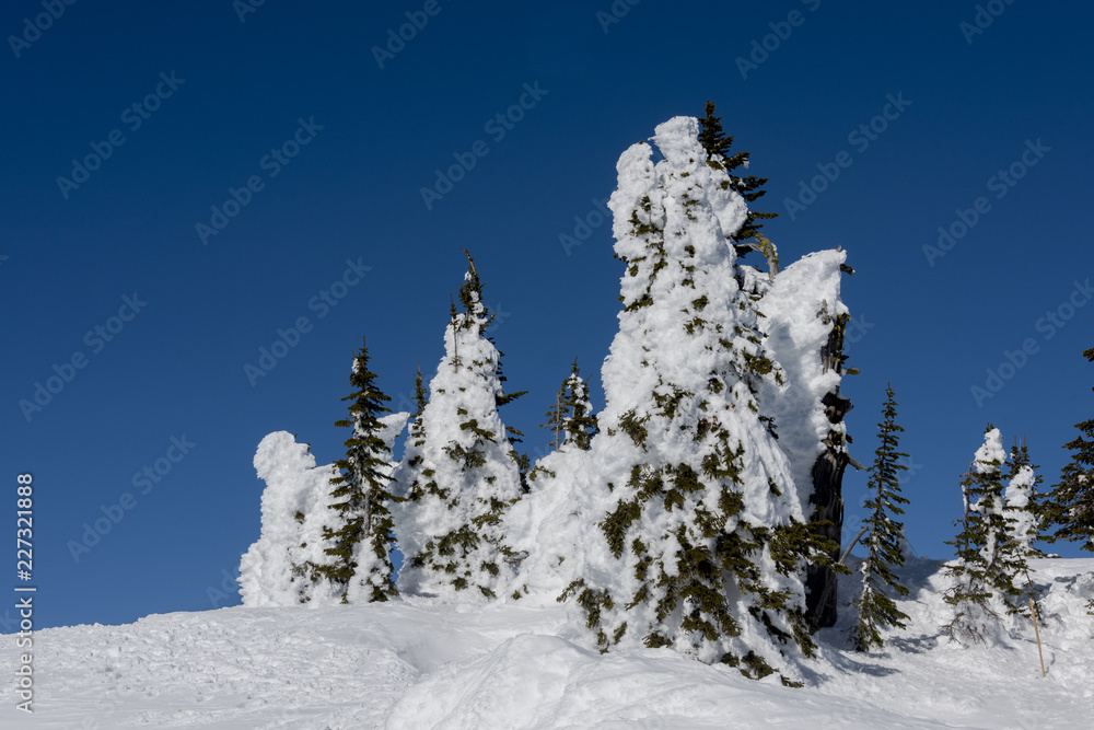 Fototapeta premium Wnter Snow Scene
