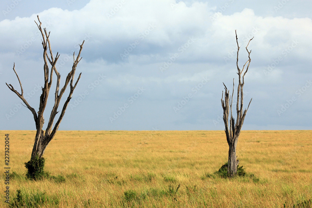 Two dried trees in the background of the sky. African savannah landscape in Maasai Mara National Reserve, Kenya, South Africa. 