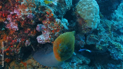 Wallpaper Mural Underwater life with moray eel Torontodigital.ca