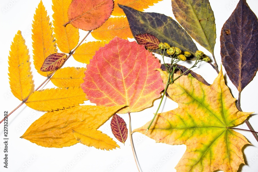 A variety of autumn leaves and flowers lie on a white background. They are dry and collected in a forest glade. Autumn is the most beautiful time of the year.