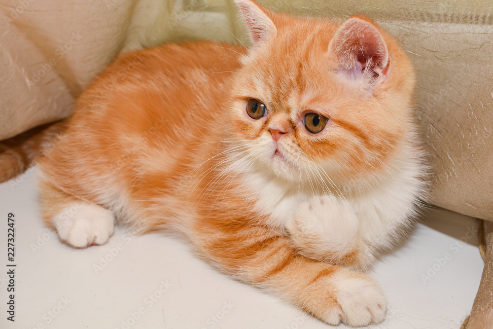 Little kitten exotic breed color red marble Little kitten exotic breed color red marble