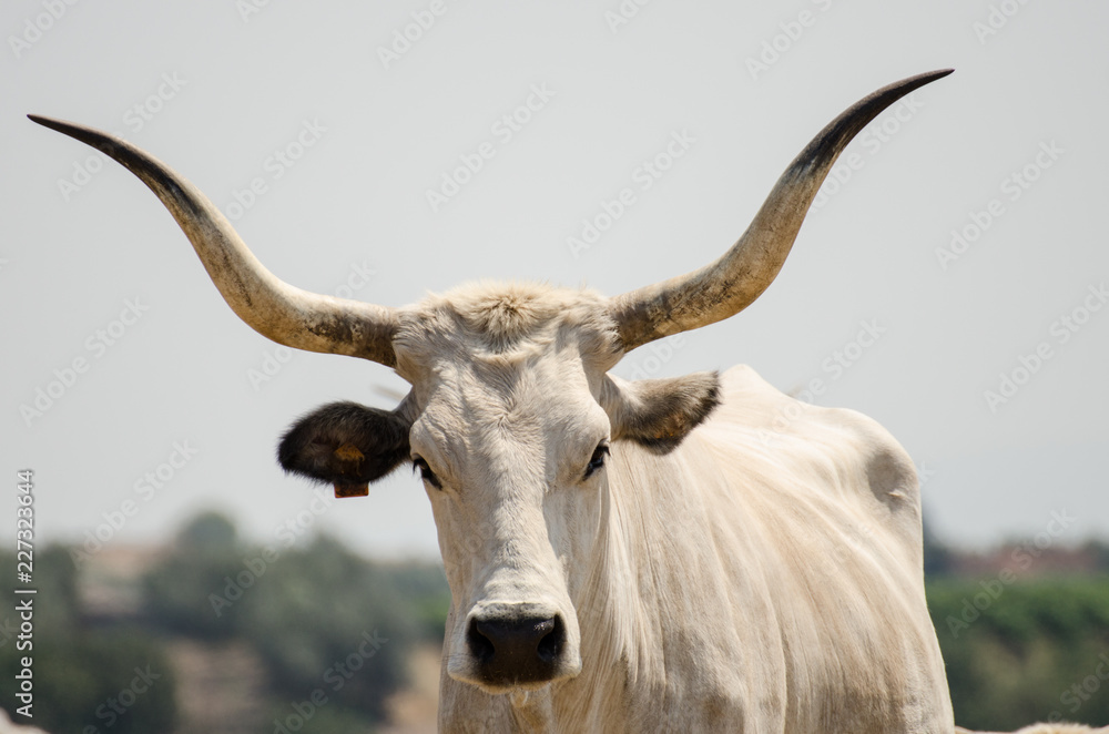 Naklejka premium Cows of Tuscan breed grazing