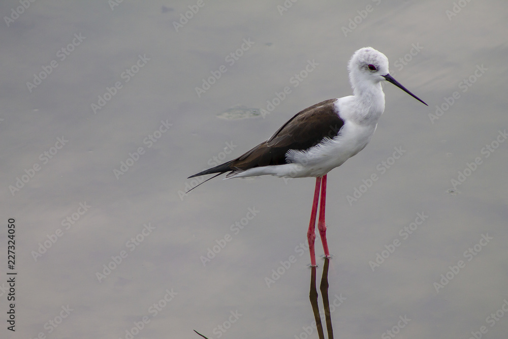 Cavaliere d’Italia