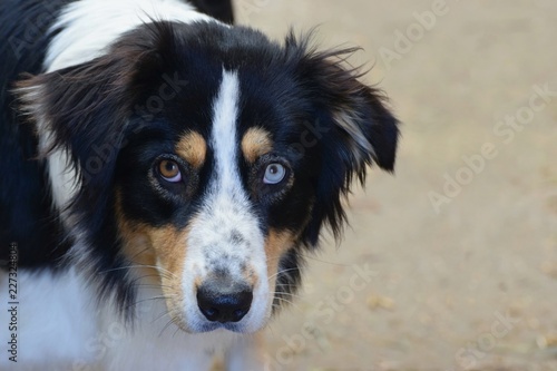 Heterochromia iridum - difference in coloration of iris at dog, one eye blue, one eye brown