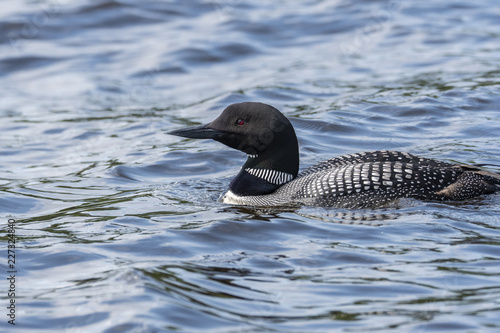 A common loon swimming in the waters of Nelson lake, Hayward  photo