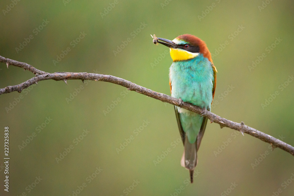 Colourful birds - Bee eater (Merops apiaster) sitting on a stick with prey. Colourful birds - Bee eater (Merops apiaster) sitting on a stick with prey.