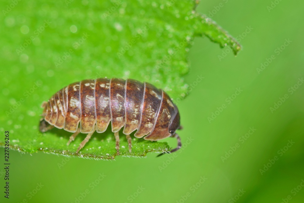 Sow bug pillbug isopod roly poly arthropod on leaf nature Springtime pest control. Sow bug pillbug isopod roly poly arthropod on leaf nature Springtime pest control.