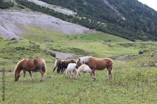 Pferde auf einer Weide