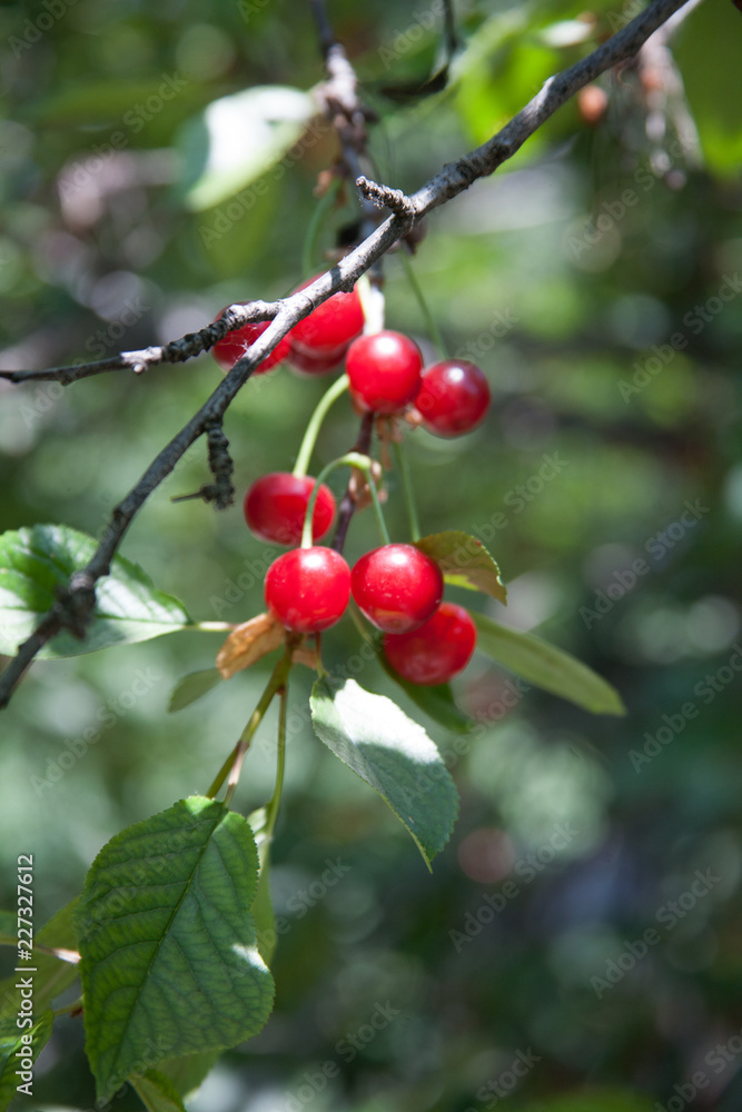 cherries on tree