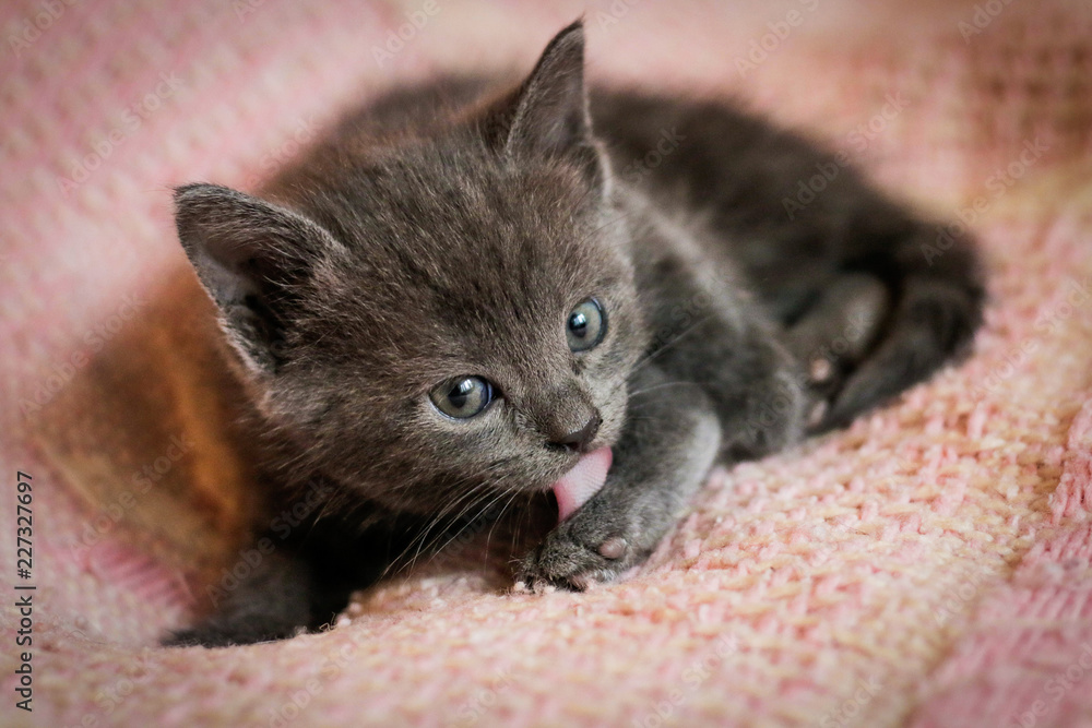 Very beautiful and cute gray colored kitten. Shallow depth of field.