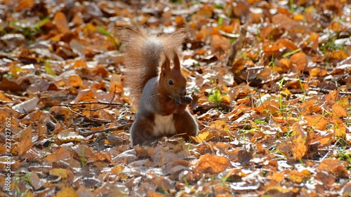 squirrel eating nut