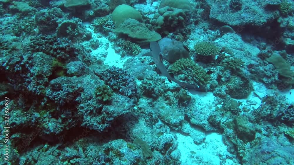 Shark swim over coral reef. High-angle shot, Whitetip reef shark (Triaenodon obesus), Indian Ocean, Maldives Shark swim over coral reef. High-angle shot, Whitetip reef shark (Triaenodon obesus), Indian Ocean, Maldives