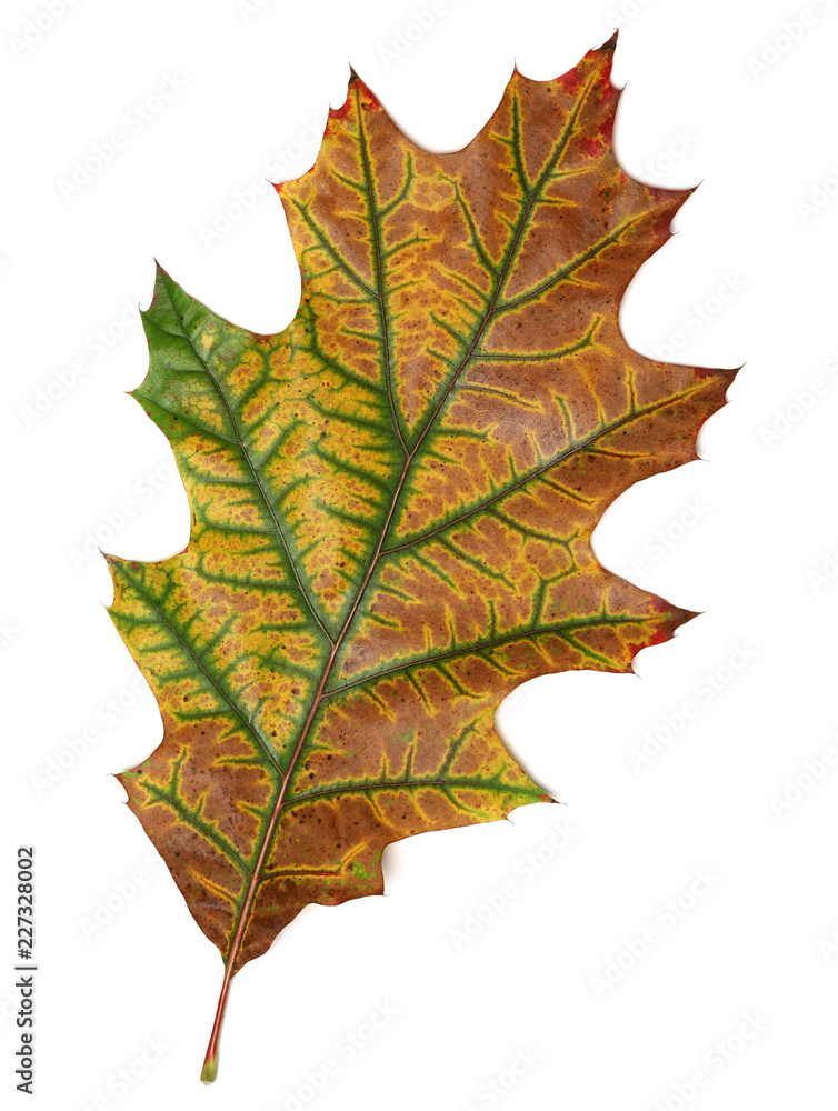 autumn oak leaf on white background autumn oak leaf on white background