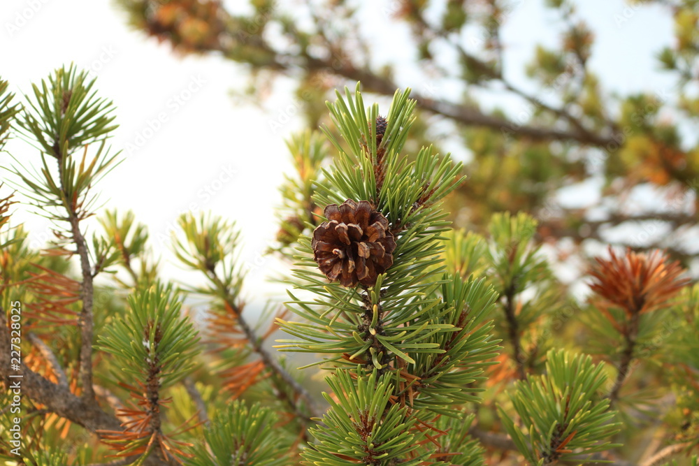 Pinecone Pinecone
