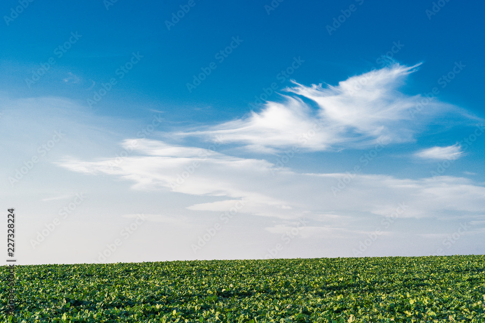 Cabbage field with blue skies Cabbage field with blue skies