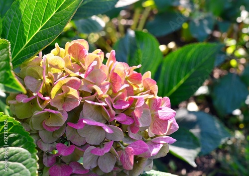 Purple hydrangea flowers under the autumn sun rays, closeup