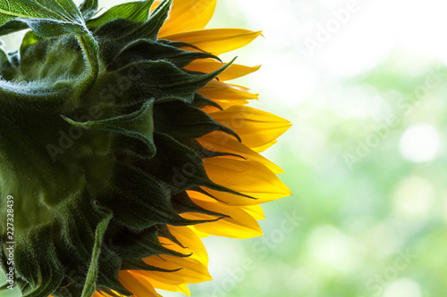 Fototapeta Naklejka Na Ścianę i Meble -  Natural sunflower background.
