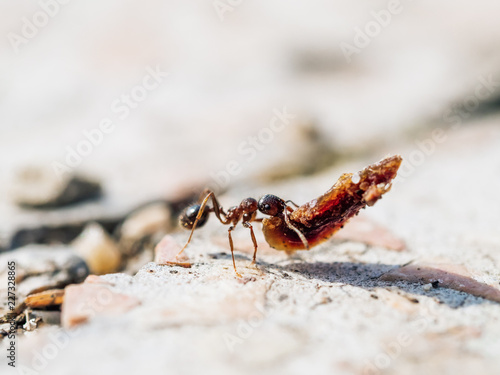 Small ant worker with heavy object photo