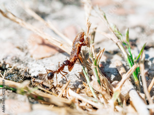 Small ant worker with heavy object photo