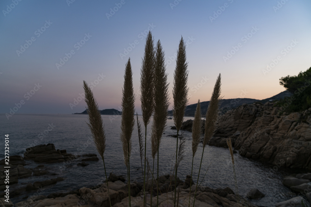 Pampasgras in der Dämmerung am Meer mit wolkenfreiem Himmel und aufgehendem Mond