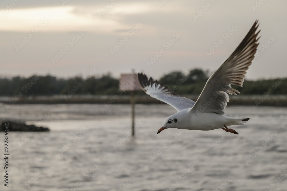 Seagull flying over sea and nature background. Seagull flying over sea and nature background.