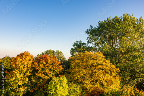 Fototapeta Naklejka Na Ścianę i Meble -  Herbstlich gefärbte Bäume mit blauen Himmel