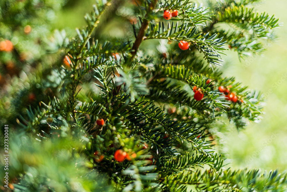 Close up of yew tree with berries with shallow depth of field Close up of yew tree with berries with shallow depth of field