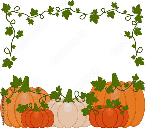 Vector illustration of a background of orange and white pumpkins.