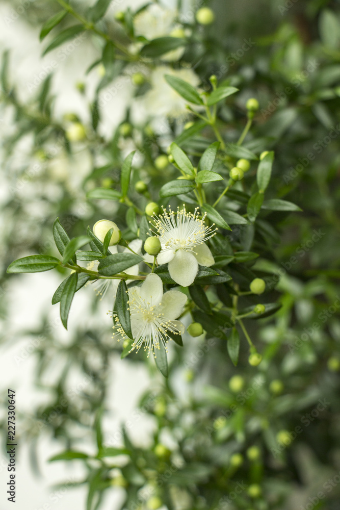 Small beautiful white flowers of myrtle plants on branches with small green leaves with a blurred light background. Growing indoor plants. Close-up Small beautiful white flowers of myrtle plants on branches with small green leaves with a blurred light background. Growing indoor plants. Close-up