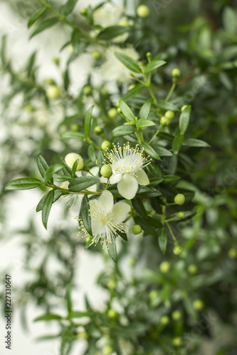 Small beautiful white flowers of myrtle plants on branches with small green leaves with a blurred light background. Growing indoor plants. Close-up