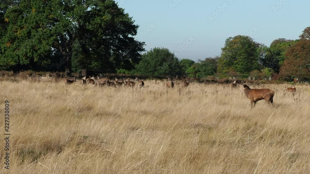 Red Deer bellowing during the rut Red Deer bellowing during the rut