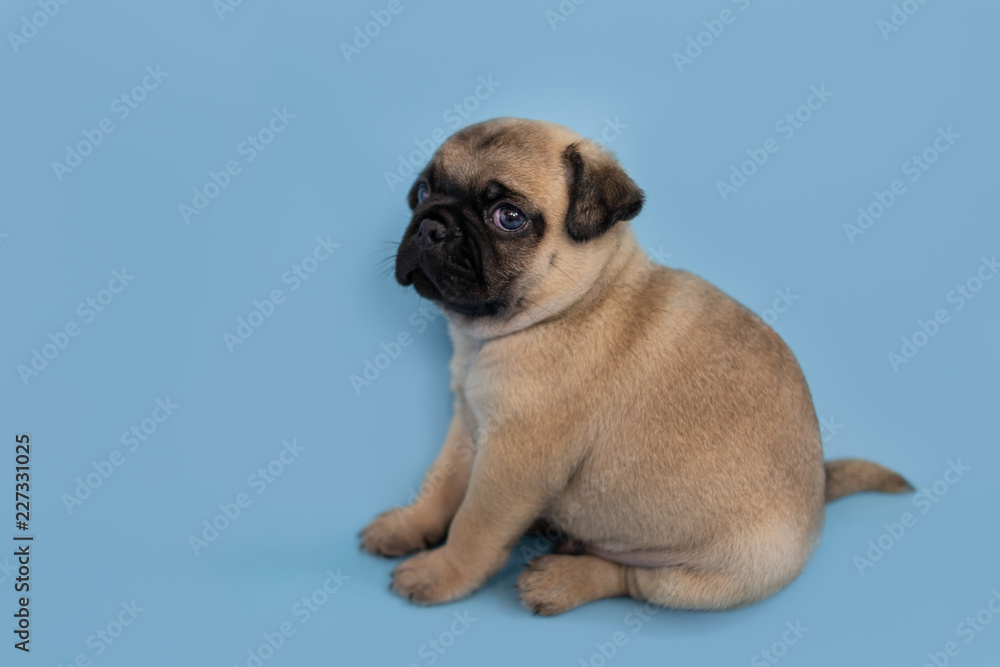 Cute pug puppy sitting on a blue background 