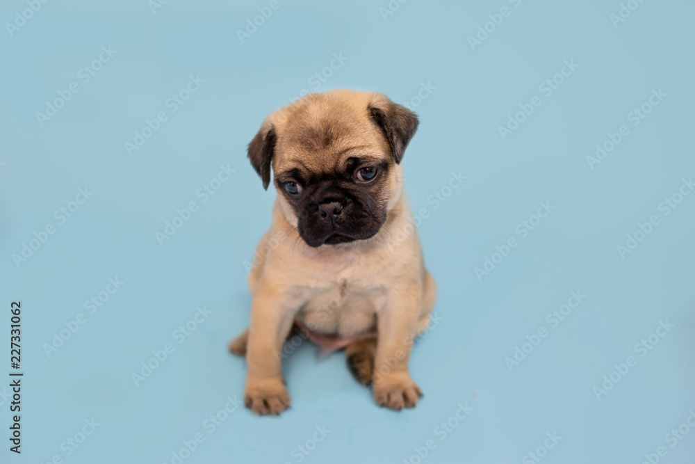 Cute pug puppy sitting on a blue background 