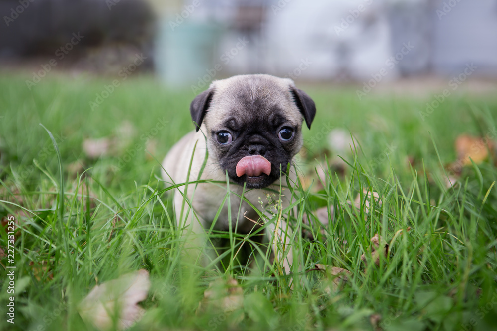 Cute adorable pug puppy playing in the grass and leaves Cute adorable pug puppy playing in the grass and leaves