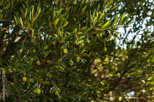 Oliven am Baum mit Blattwerk im Sonnenlicht
