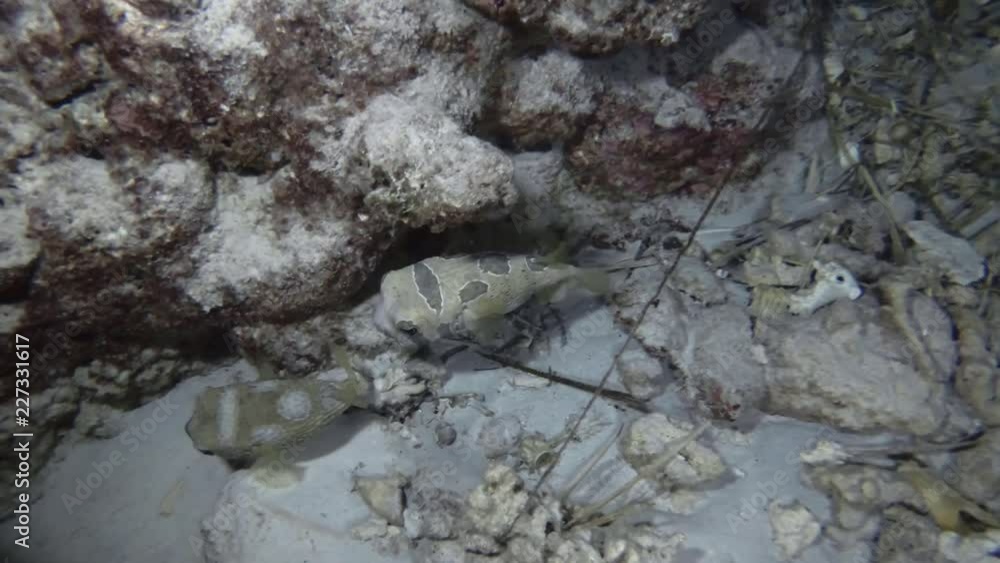 pair of Porcupine Fish swim on the coral reef in the night. Black-blotched Porcupinefish (Diodon liturosus), Indian Ocean, Maldives pair of Porcupine Fish swim on the coral reef in the night. Black-blotched Porcupinefish (Diodon liturosus), Indian Ocean, Maldives