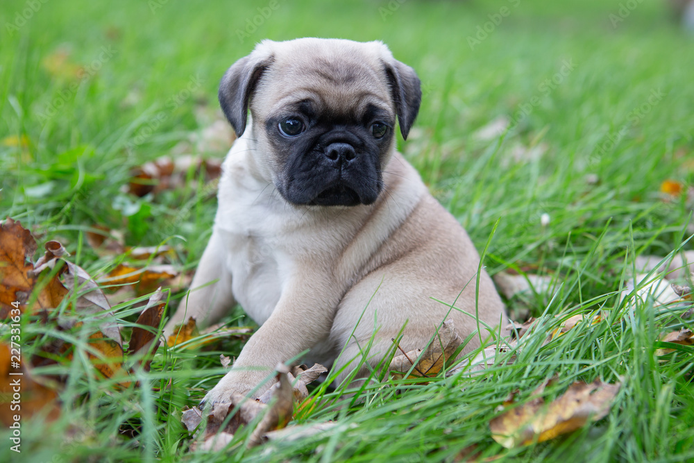 Cute adorable pug puppy playing in the grass and leaves