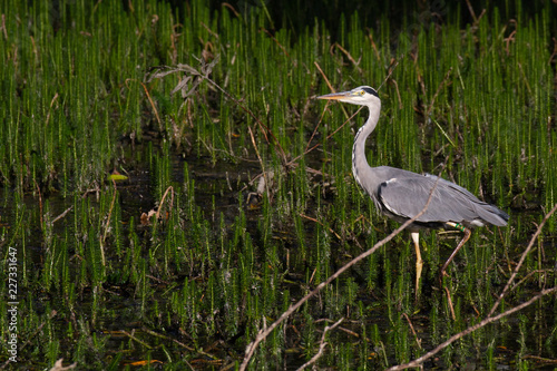 Obraz na plátně grey heron walking in pond in lincolnshire