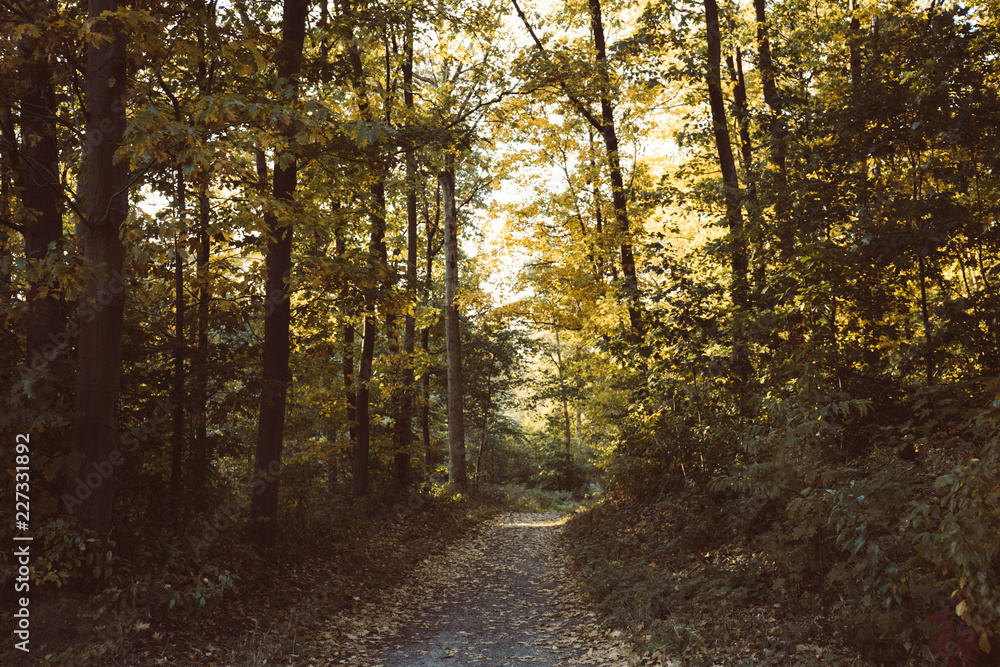 Naklejka premium las niemcy teueroburger wald koło bielefeld