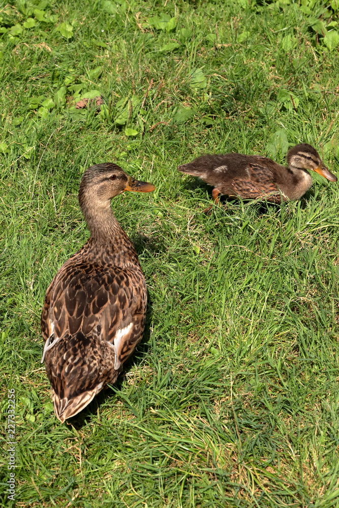 ANATRA E ANATRA SUL PRATO, DUCKS AND DUCK ON THE GRASS ANATRA E ANATRA SUL PRATO, DUCKS AND DUCK ON THE GRASS
