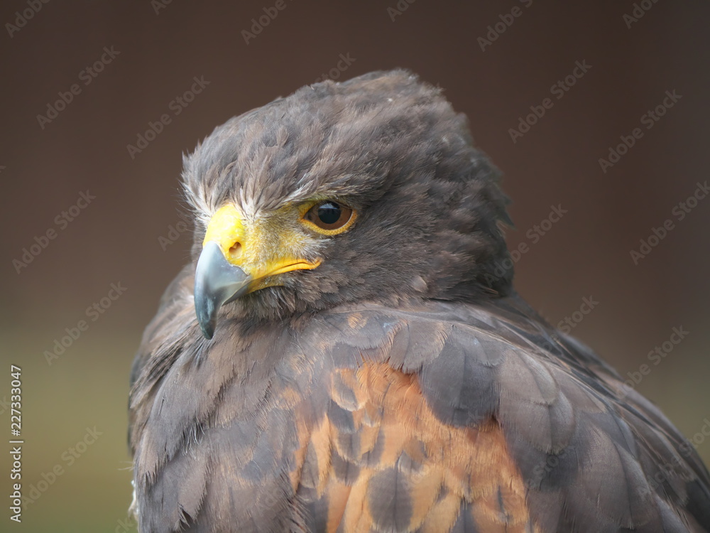 Obraz premium Portrait Wüstenbussard