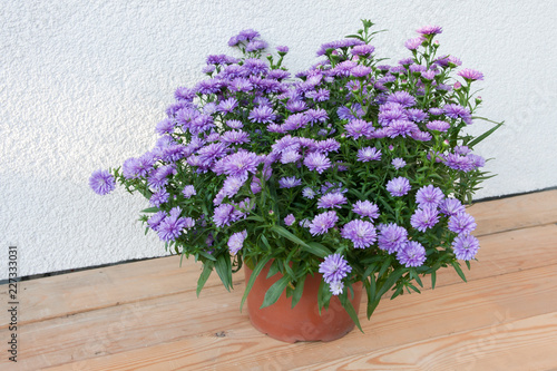 Bush blooming autumn asters in a plastic pot on a light background