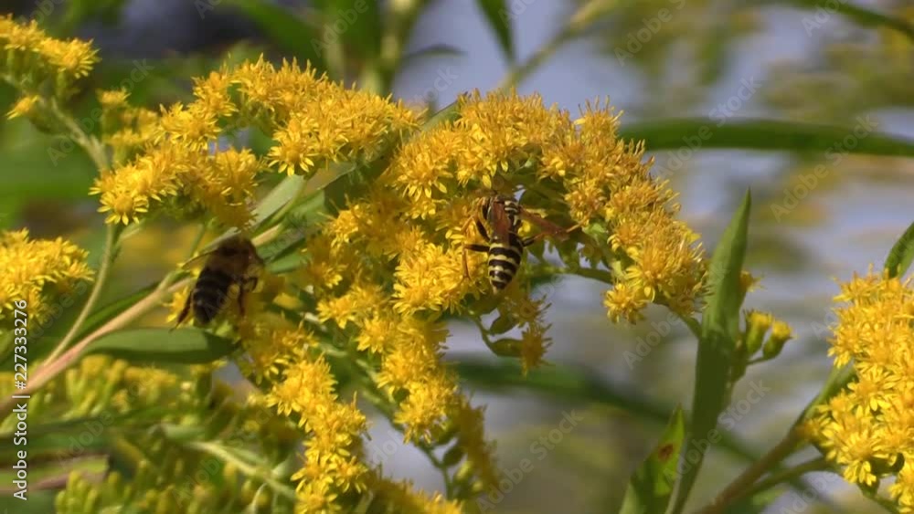 Paper wasp on yellow flowers. Paper wasp on yellow flowers.