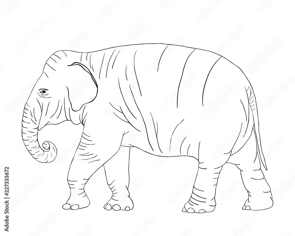Elephant for coloring book isolated on white background vector