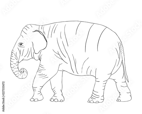 Elephant for coloring book isolated on white background vector © maribom