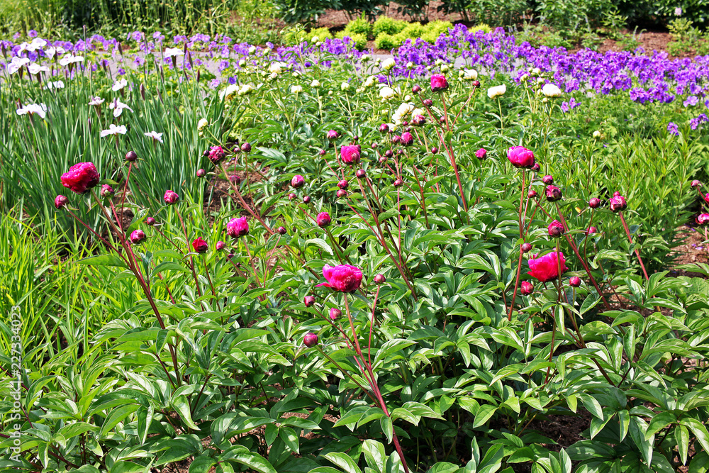 Obraz premium Red and white peonies flowers buds