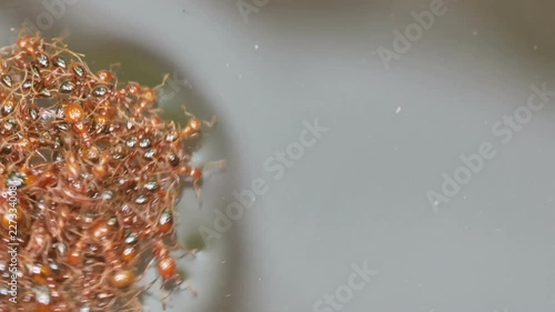 many red ants are forming a group in order to floating over the water flood