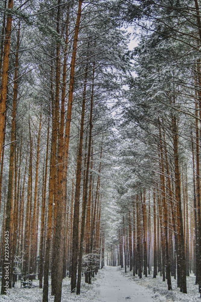 pine forest in winter, the road covered with snow pine forest in winter, the road covered with snow