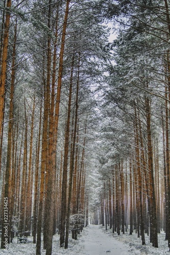 pine forest in winter, the road covered with snow