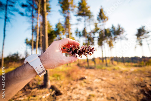 Man's hand holding a pine cone horizontally photo